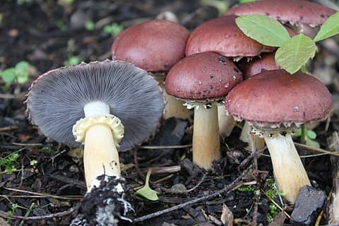 Cultiver le Strophaire rouge vin : et si vous ajoutiez des champignons à votre jardin ?